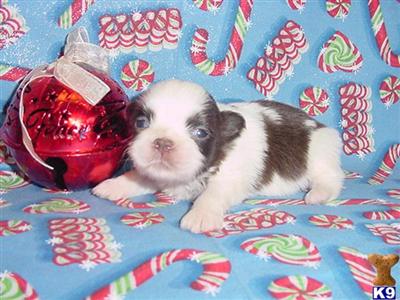 Shih Tzu Puppies in TX