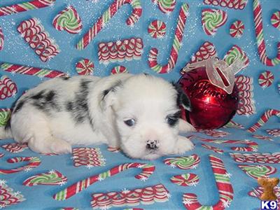 Shih Tzu Puppies in TX