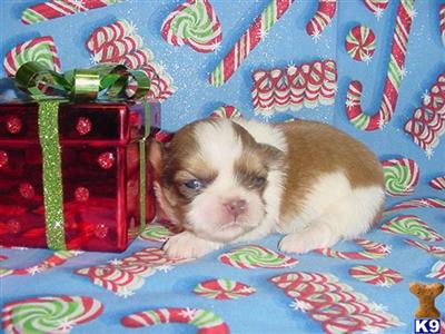 Shih Tzu Puppies in TX