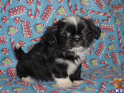 Shih Tzu Puppies in TX