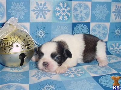 Shih Tzu Puppies in TX