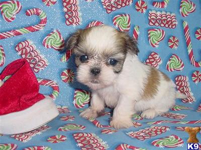 Shih Tzu Puppies in TX