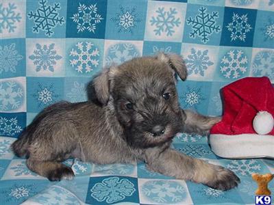 Miniature Schnauzer Puppies in TX