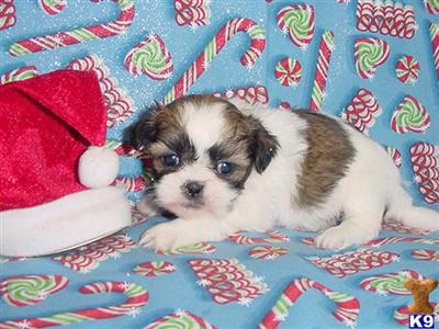 Hypoallergenic Dogs