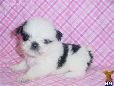 Shih Tzu Puppies in TX