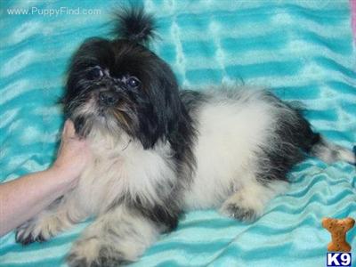 Shih Tzu Puppies in TX