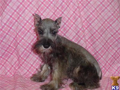 Miniature Schnauzer Puppies for Sale