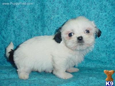 Shih Tzu Puppies for Sale