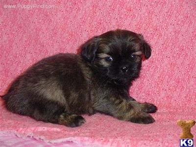 Shih Tzu Puppies for Sale