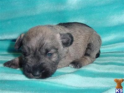 Miniature Schnauzer Puppies in TX