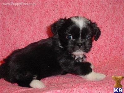 Shih Tzu Puppies for Sale