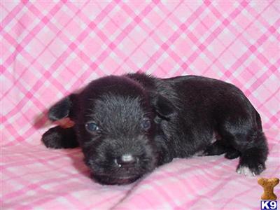 Miniature Schnauzer Puppies in TX