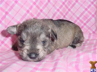 Miniature Schnauzer Puppies in TX