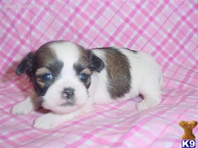 Shih Tzu Puppies in TX