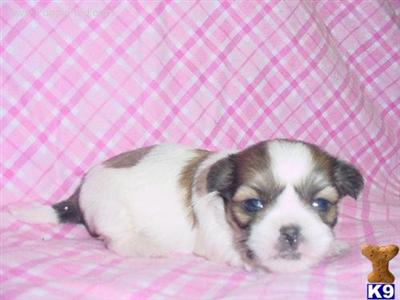 Shih Tzu Puppies in TX