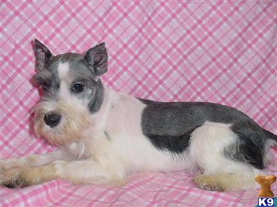 Miniature Schnauzer Puppies in TX
