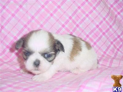 Shih Tzu Puppies in TX