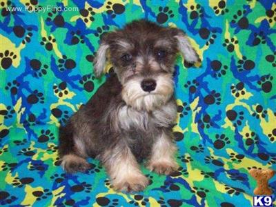 Miniature Schnauzer Puppies in TX