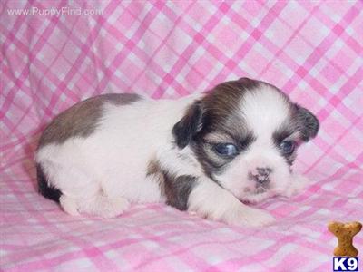 Shih Tzu Puppies in TX