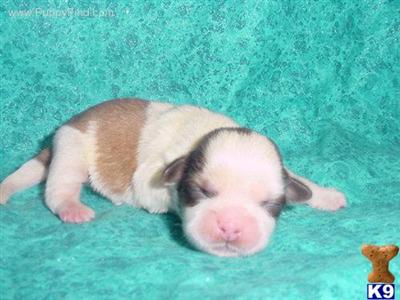 Shih Tzu Puppies in TX