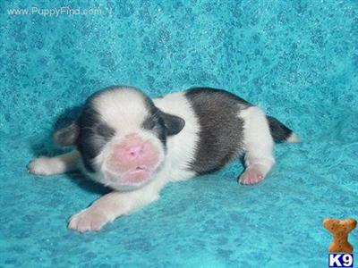 Shih Tzu Puppies in TX