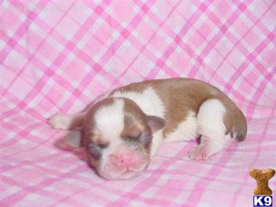 Shih Tzu Puppies in TX