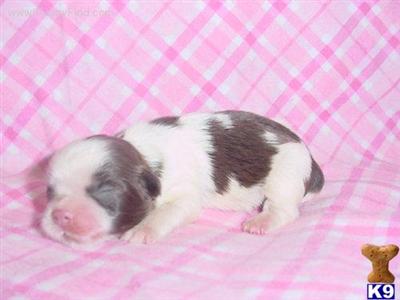 Shih Tzu Puppies in TX