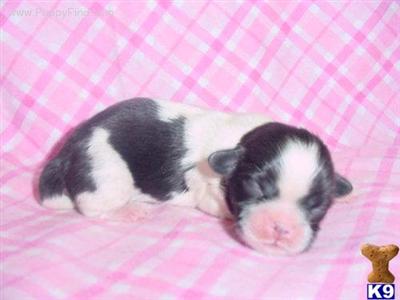 Shih Tzu Puppies in TX