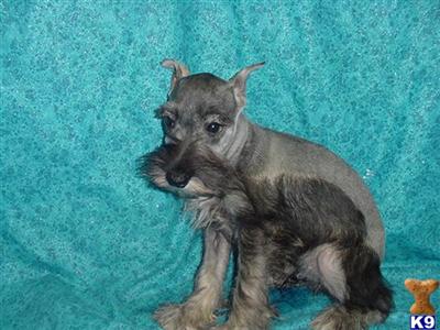 Miniature Schnauzer Puppies in TX