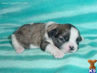 Shih Tzu Puppies in TX