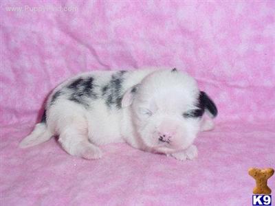 Shih Tzu Puppies for Sale