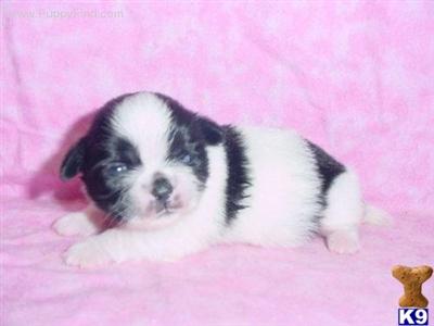 Shih Tzu Puppies in TX
