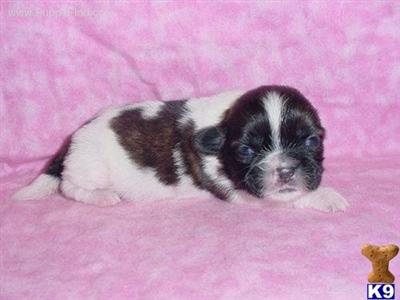Shih Tzu Puppies in TX