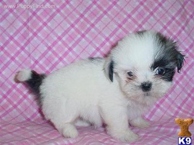 Shih Tzu Puppies in TX