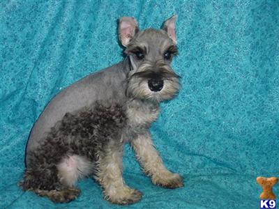 Miniature Schnauzer Puppies in TX