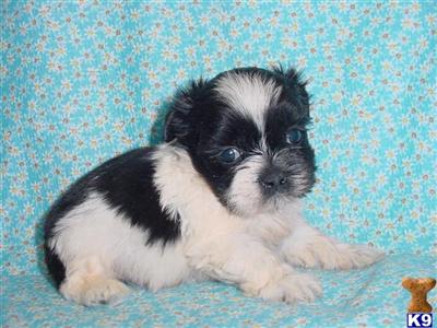 Shih Tzu Puppies in TX