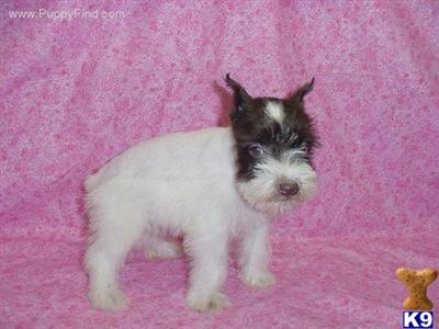 Miniature Schnauzer Puppies for Sale