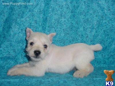 Miniature Schnauzer Puppies for Sale