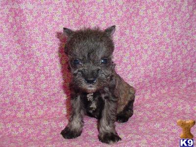 Miniature Schnauzer Puppies for Sale
