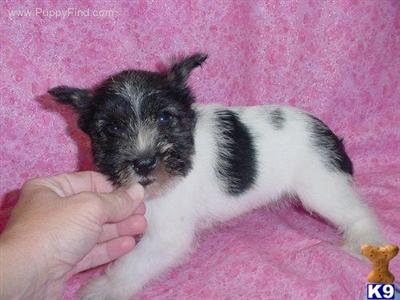 Miniature Schnauzer Puppies for Sale