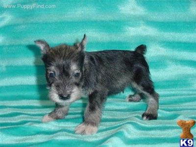 Miniature Schnauzer Puppies for Sale