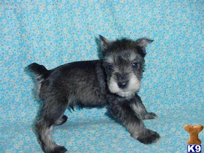 Miniature Schnauzer Puppies for Sale