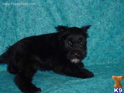 Miniature Schnauzer Puppies for Sale
