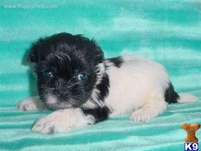 Shih Tzu Puppies in TX
