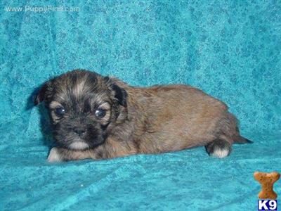 Shih Tzu Puppies in TX