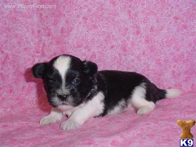 Shih Tzu Puppies in TX