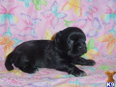 Shih Tzu Puppies in TX