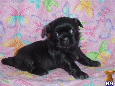 Shih Tzu Puppies in TX