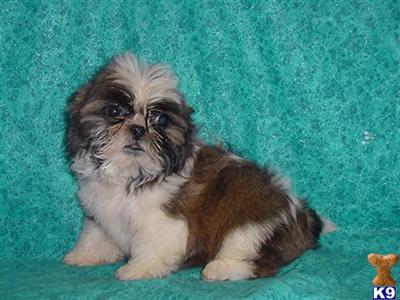 Shih Tzu Puppies in TX