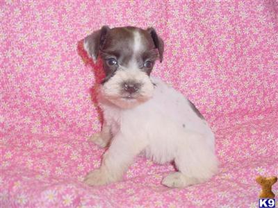 Miniature Schnauzer Puppies for Sale